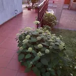 Iva
